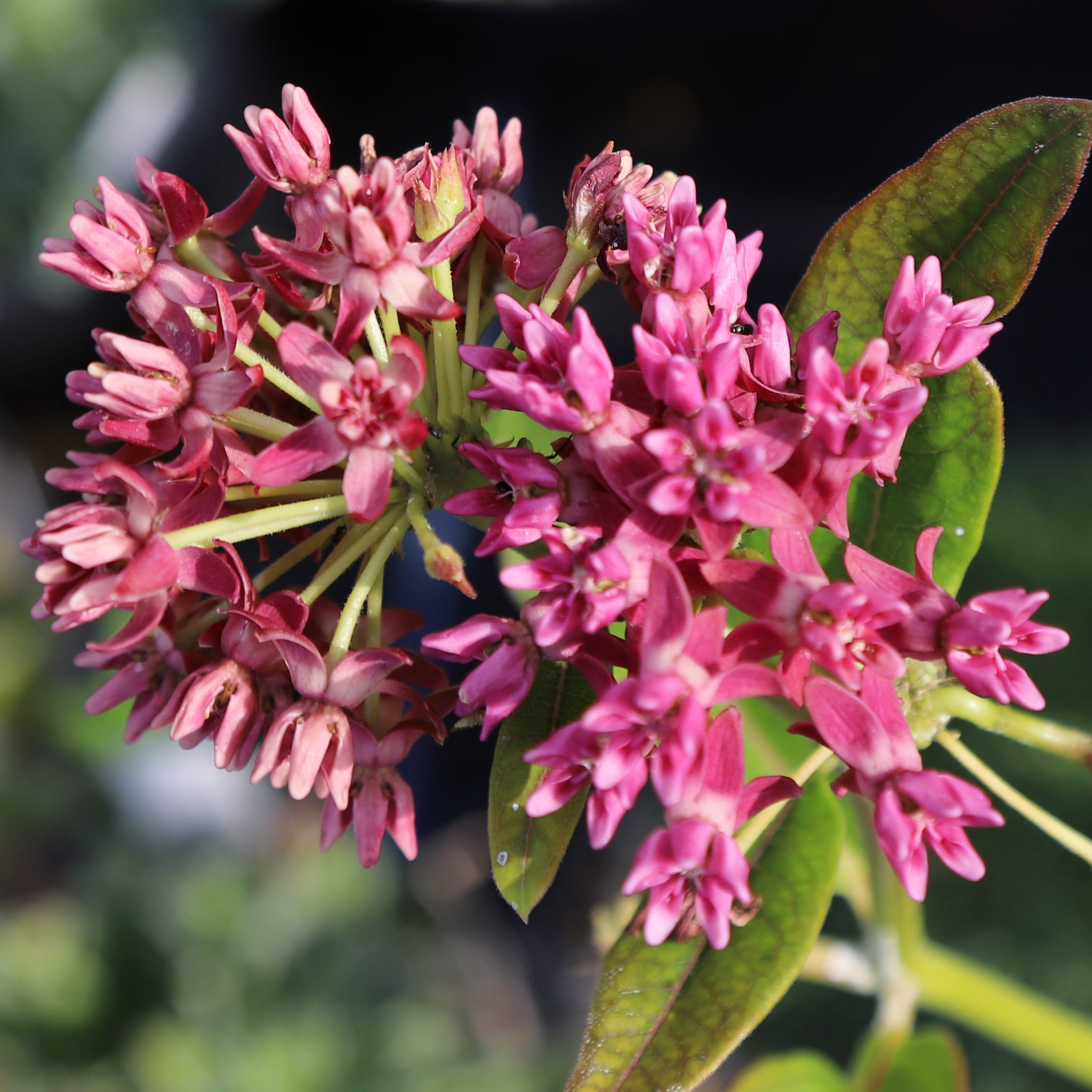 Asclepias purpurascens - Image 3