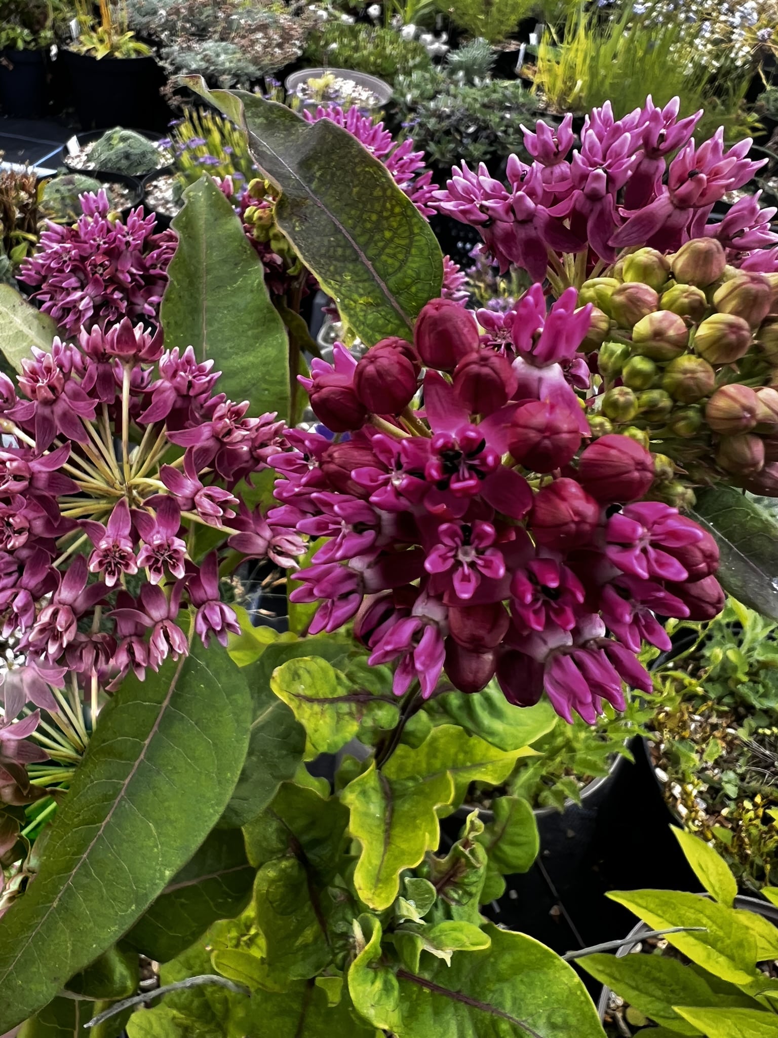 Asclepias purpurascens - Image 5
