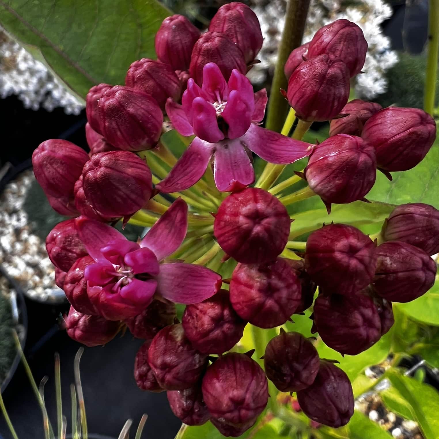 Asclepias purpurascens - Image 2