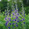 Baptisia australis AGM (Caspian Blue)