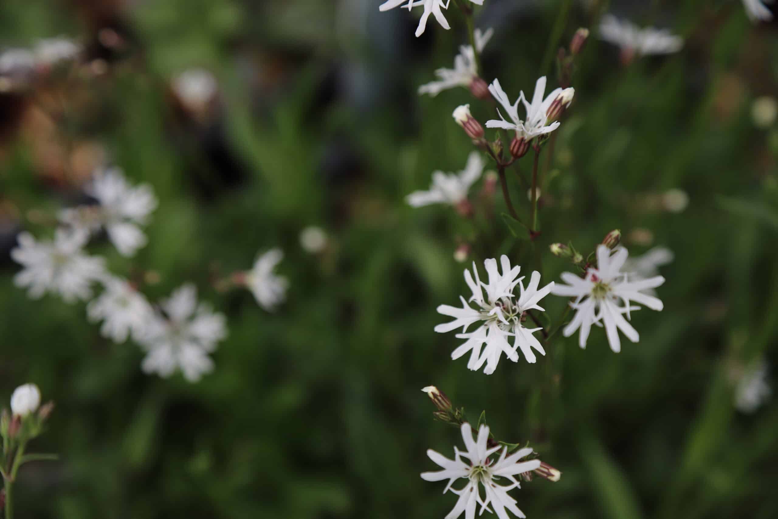 Lychnis flos-cuculi 'White Robin' - Image 3