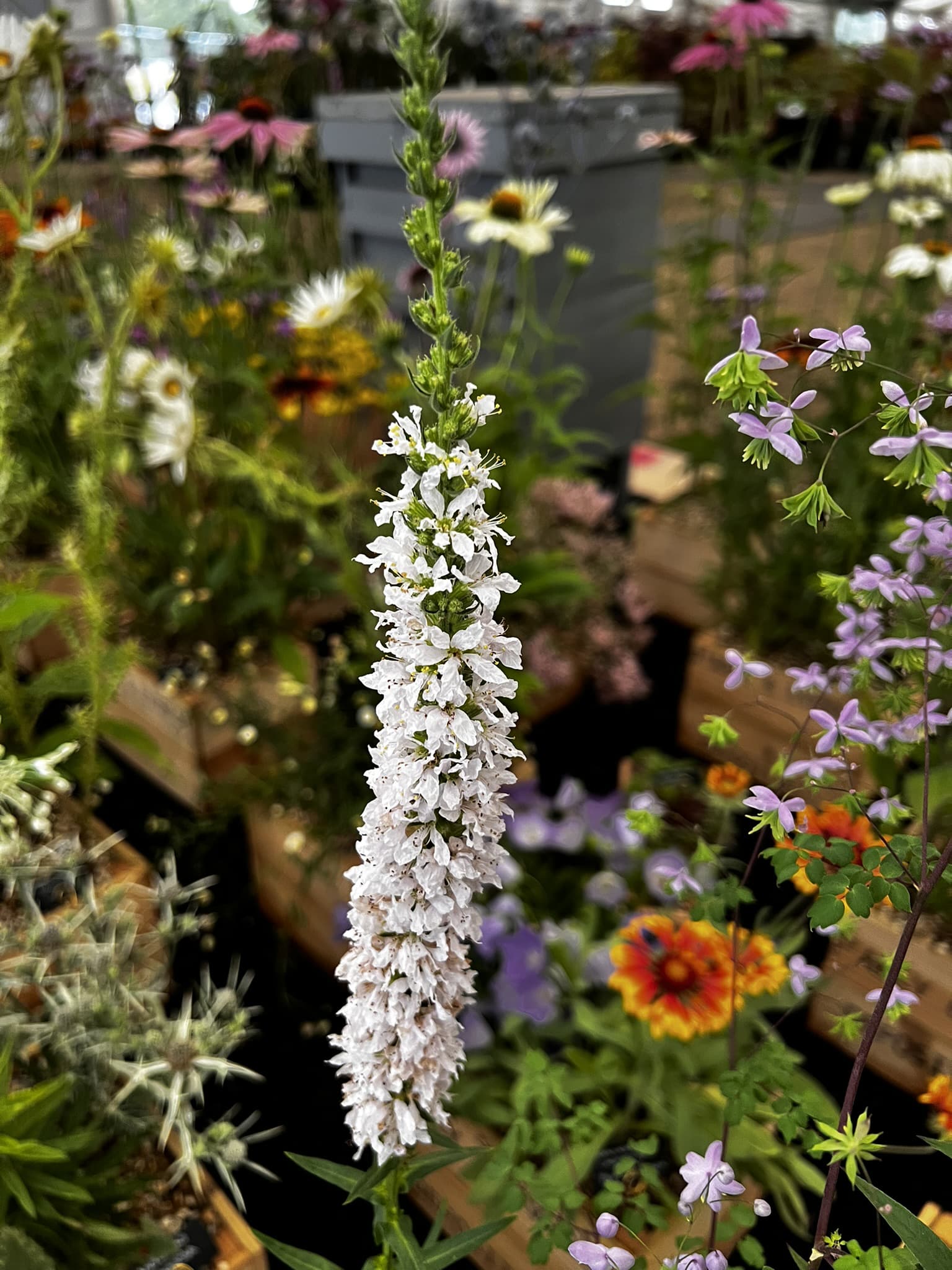 Lythrum salicaria Happy Lights - Image 8