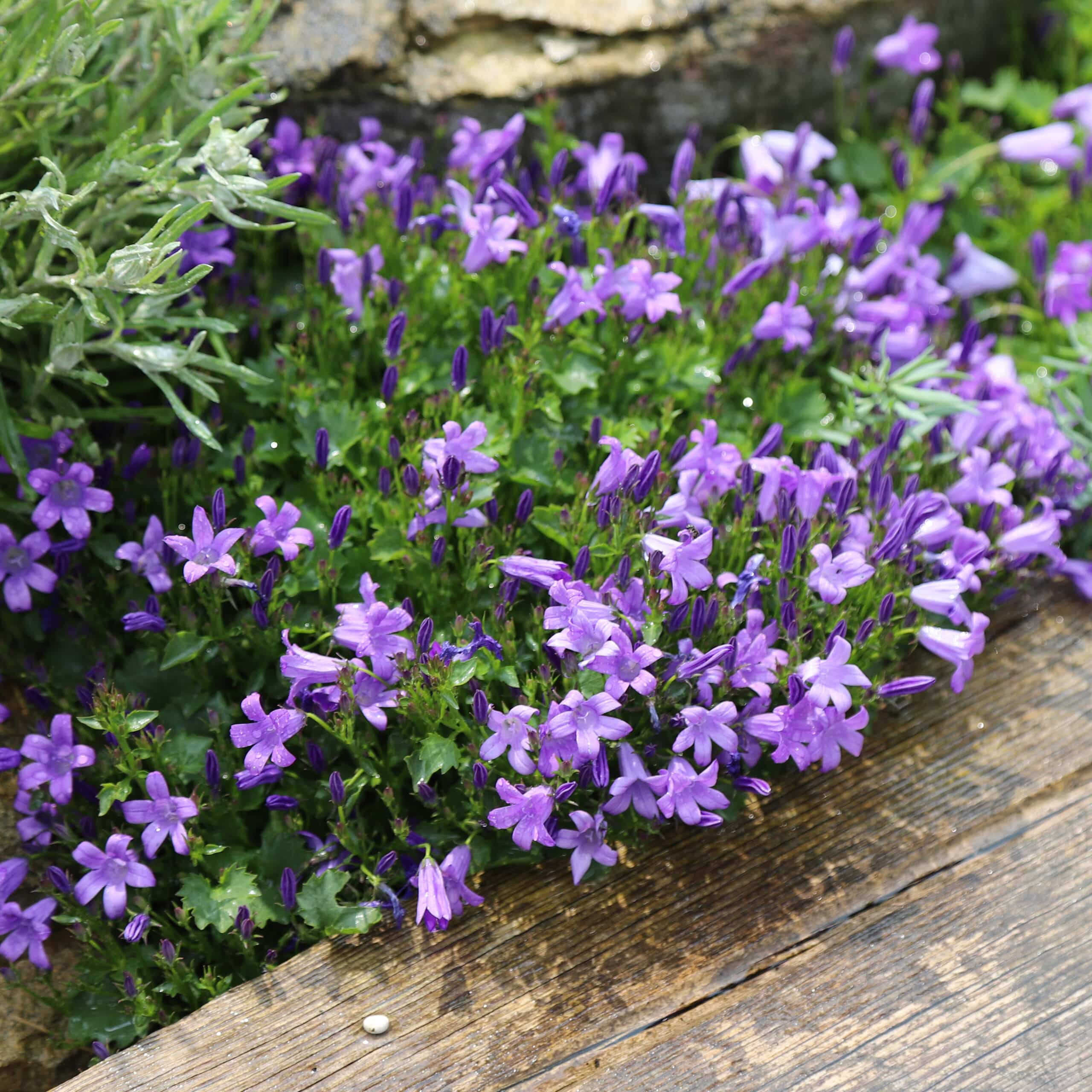 Campanula portenschlagiana 'Blue Magic' - Image 4