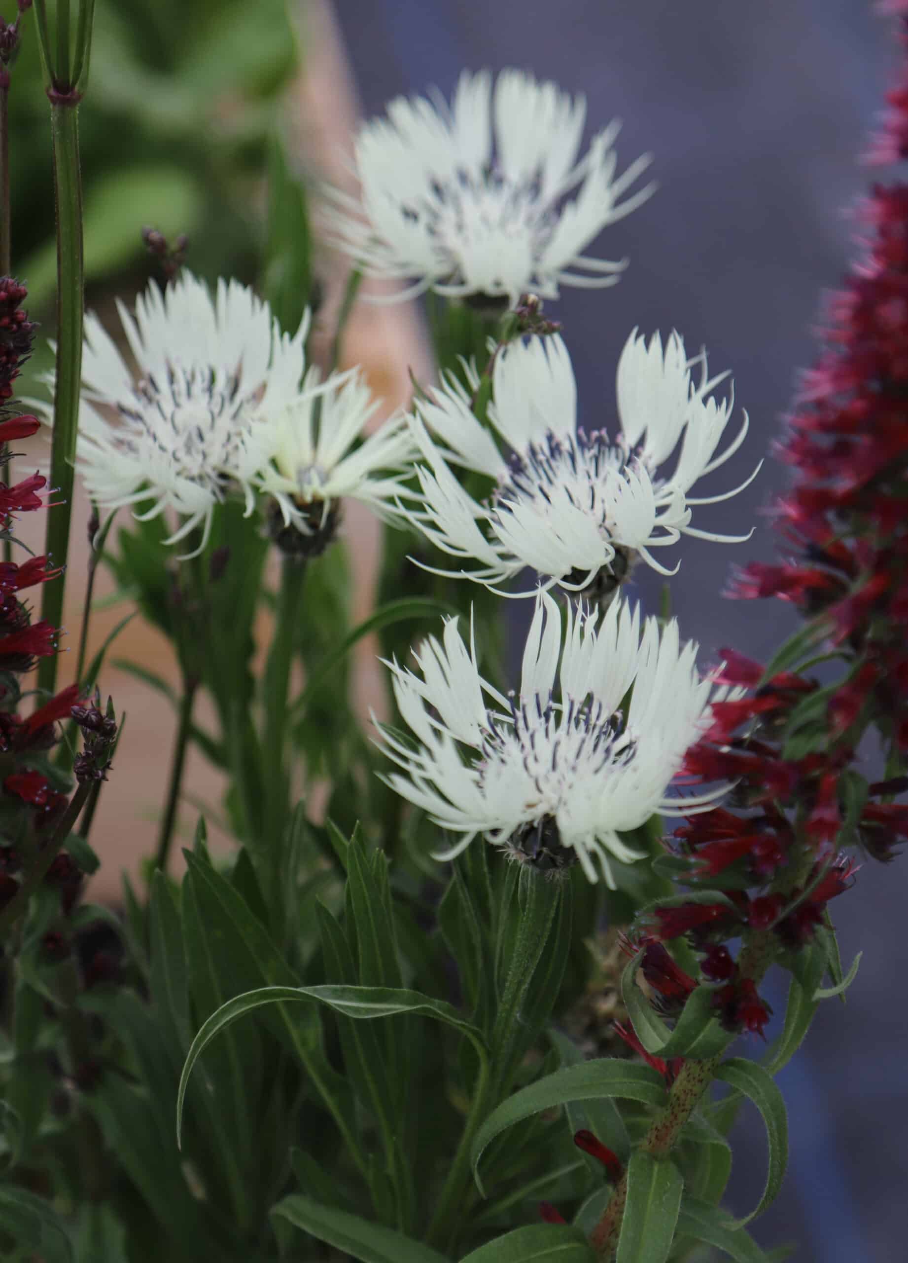 Centaurea cheiranthifolia - Image 3