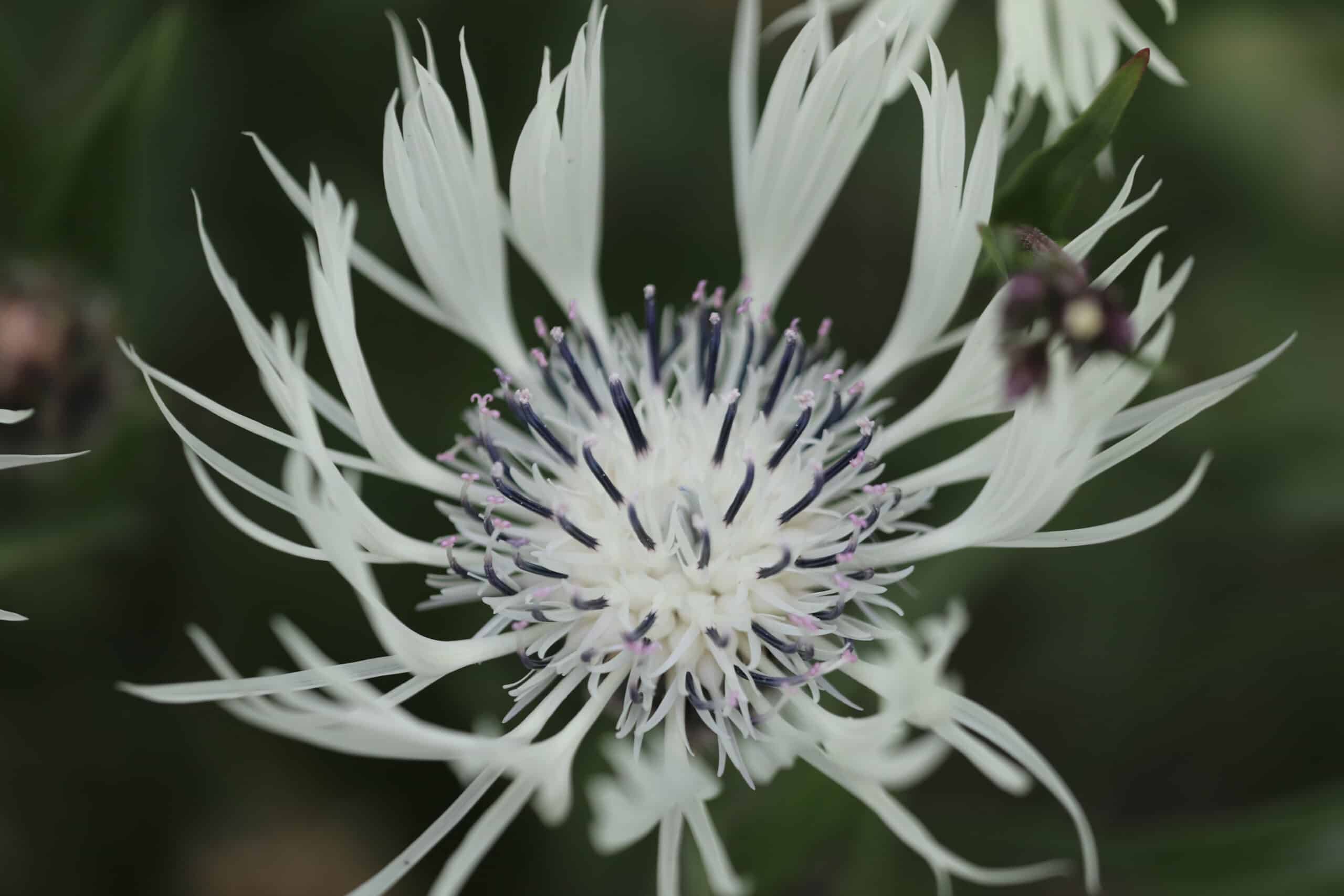 Centaurea cheiranthifolia - Image 2