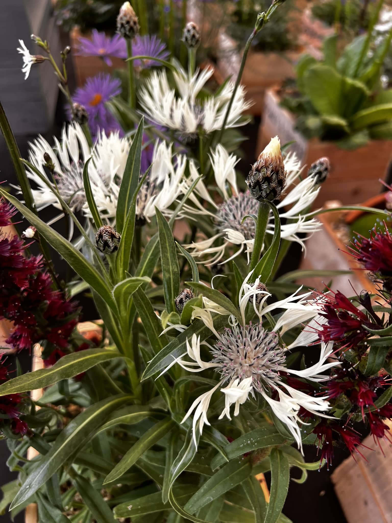 Centaurea cheiranthifolia - Image 12