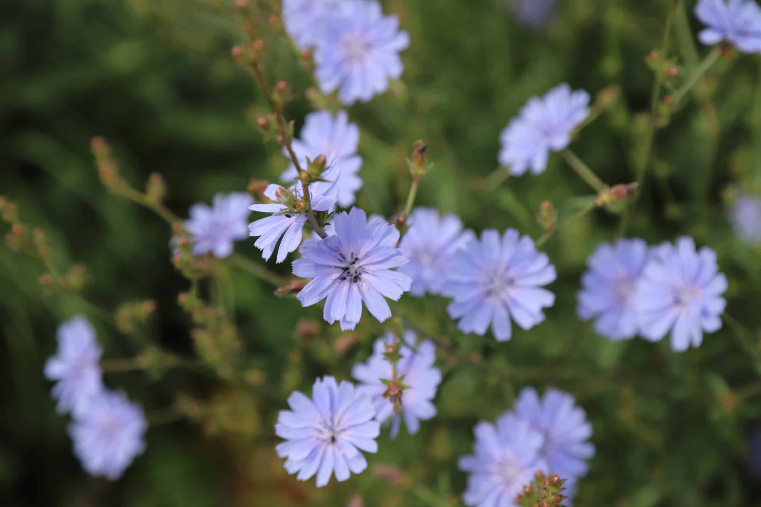 Cichorium intybus var. intybus - Image 5