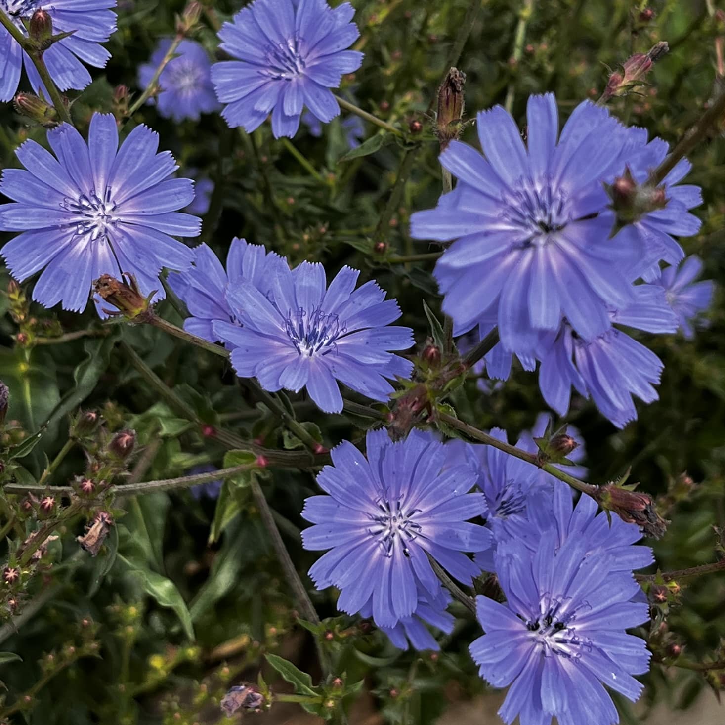 Cichorium intybus var. intybus - Image 2