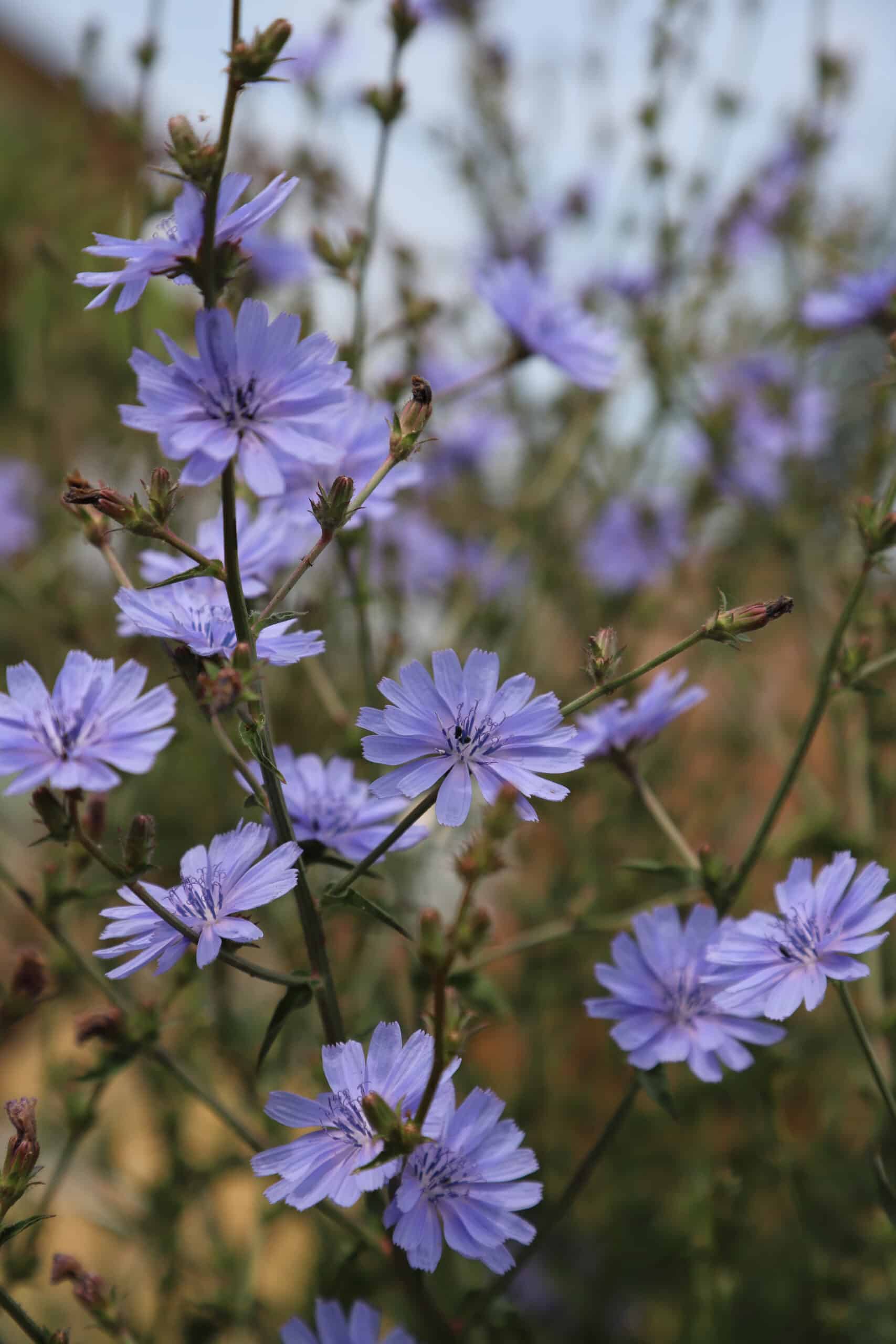 Cichorium intybus var. intybus - Image 4