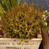 Lonicera nitida Twiggy (Lonicera ligustrina var. yunnanensis 'Twiggy') -  D'arcy and Everest