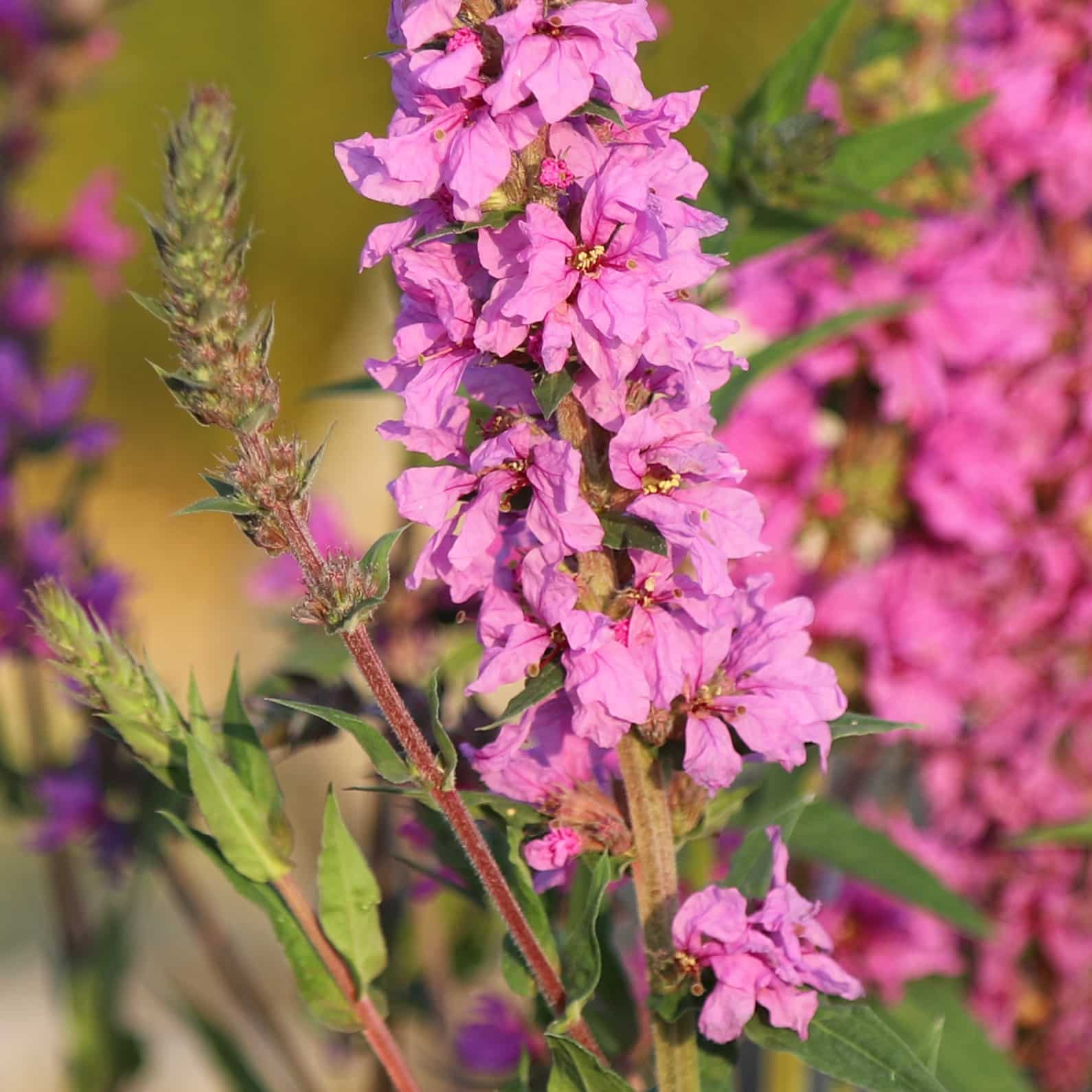 Lythrum salicaria Happy Lights - Image 2