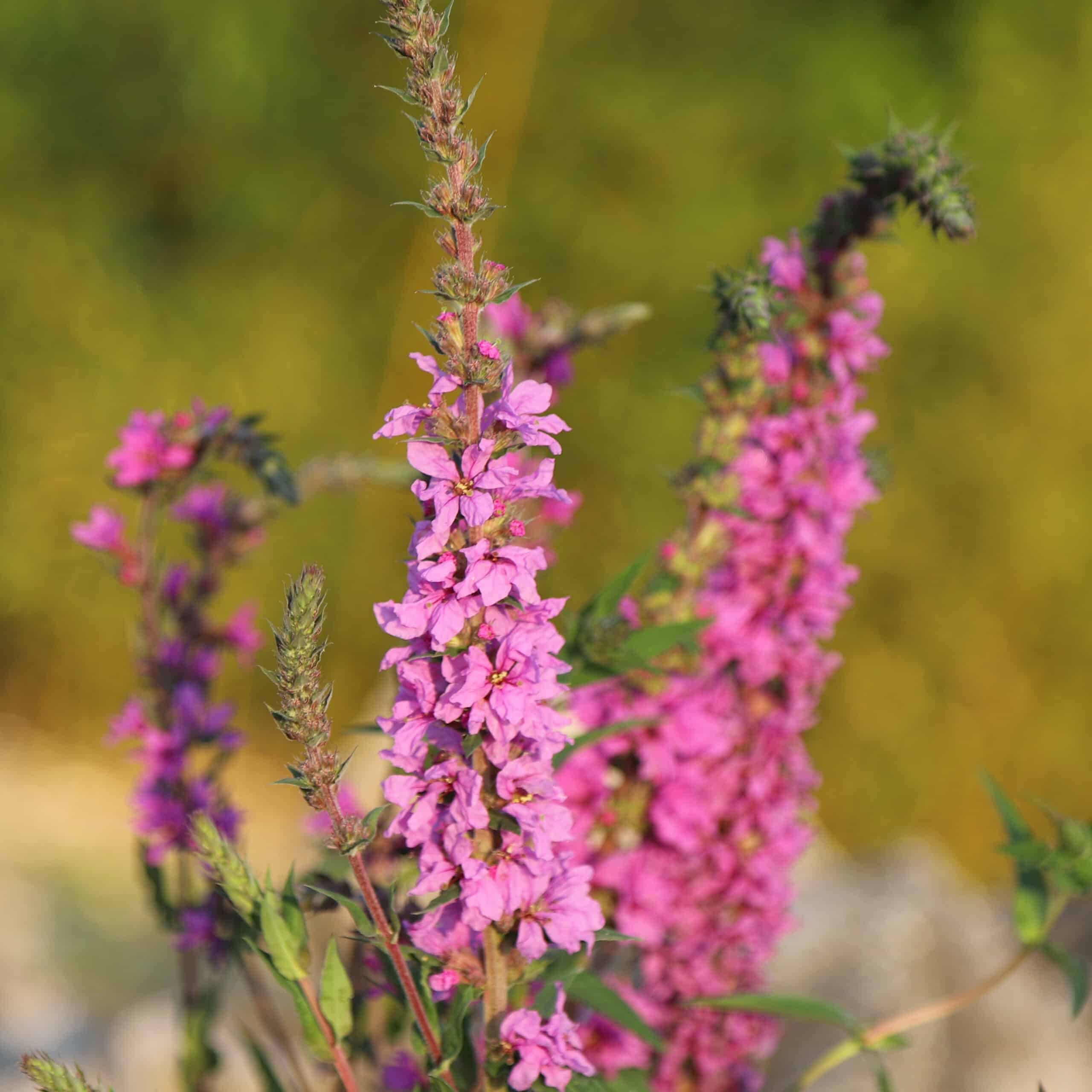 Lythrum salicaria Happy Lights - Image 3