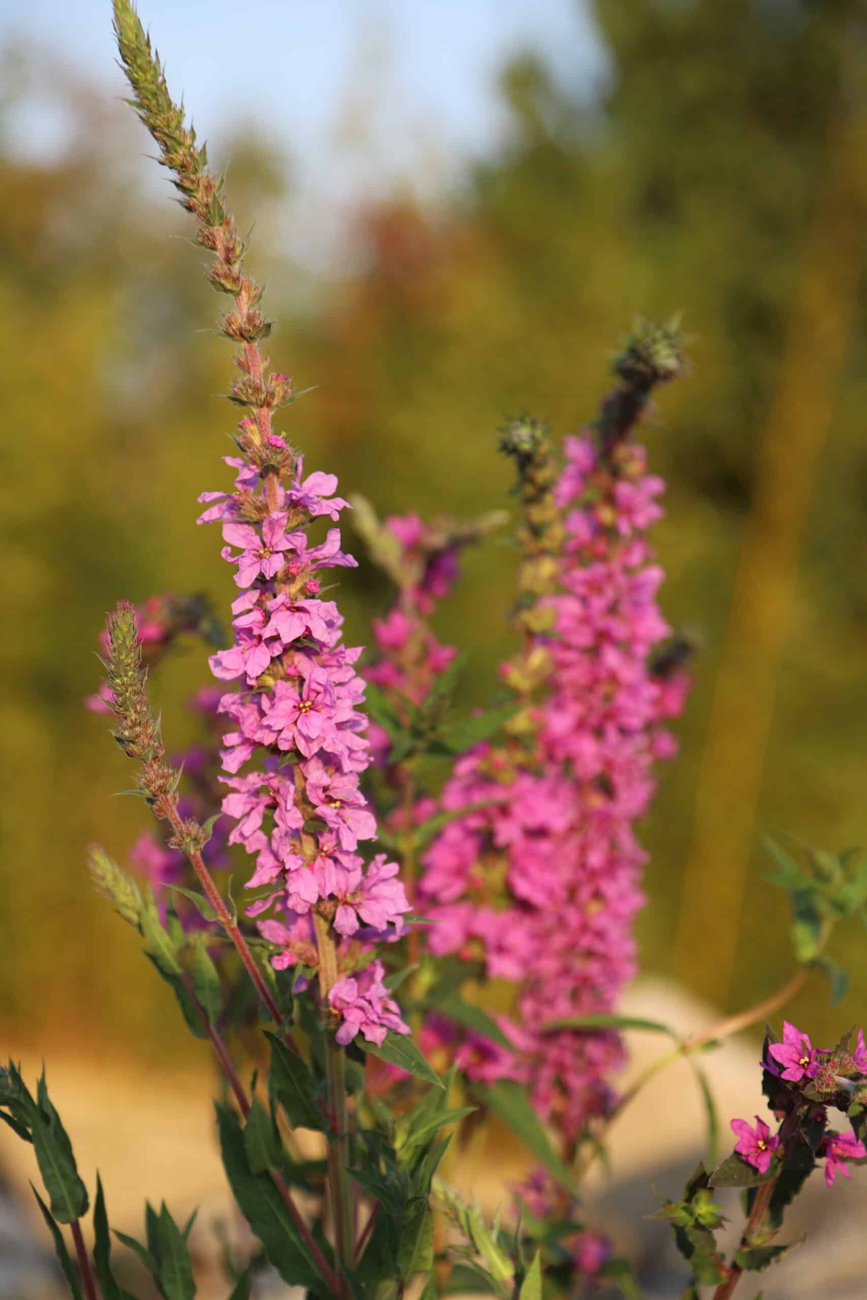 Lythrum salicaria Happy Lights - Image 9