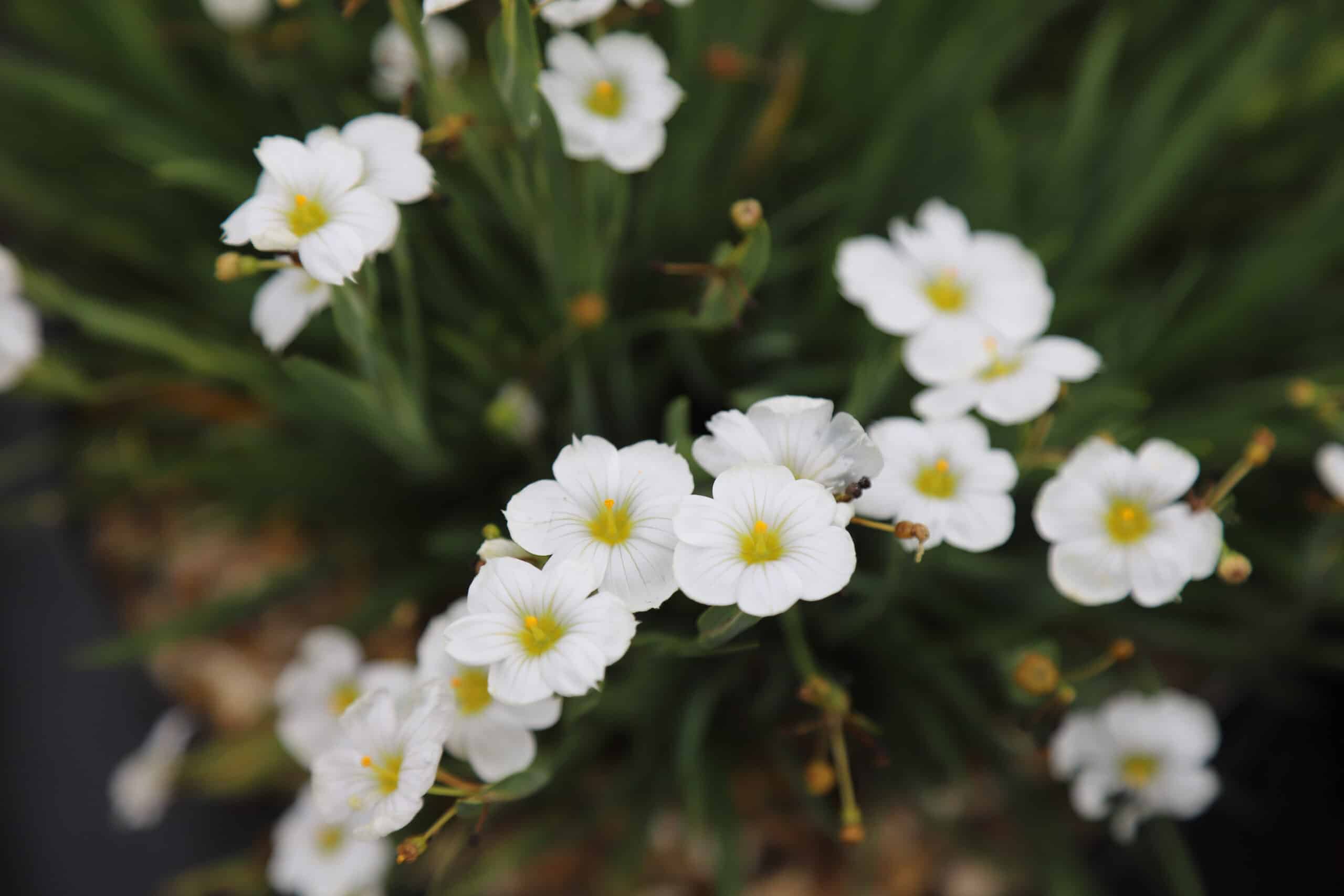 Sisyrinchium 'Bright White' - Image 3