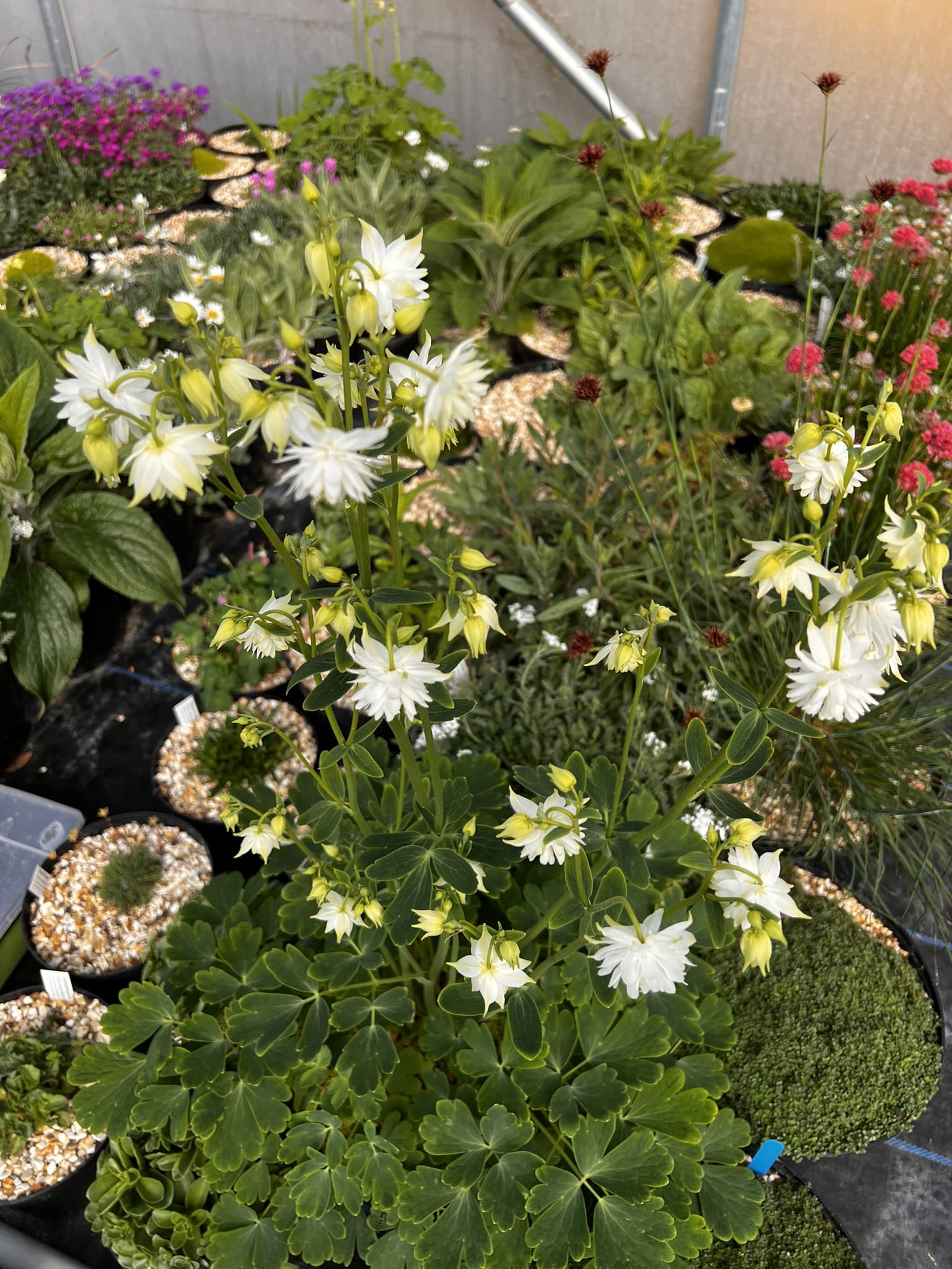 Aquilegia vulgaris var. stellata plena 'Green Apples' - Image 2