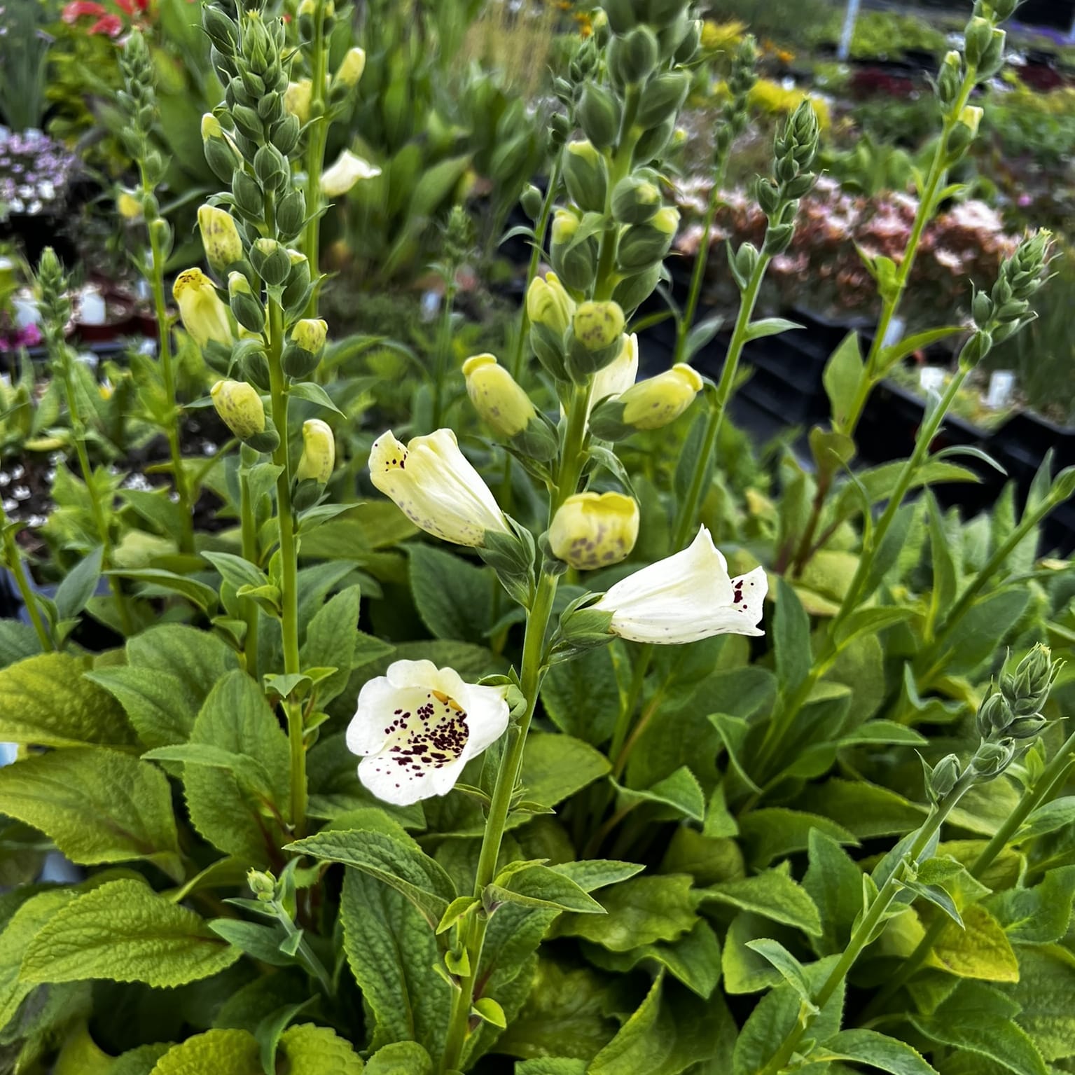 Digitalis purpurea 'Foxybee Cream' - Image 3