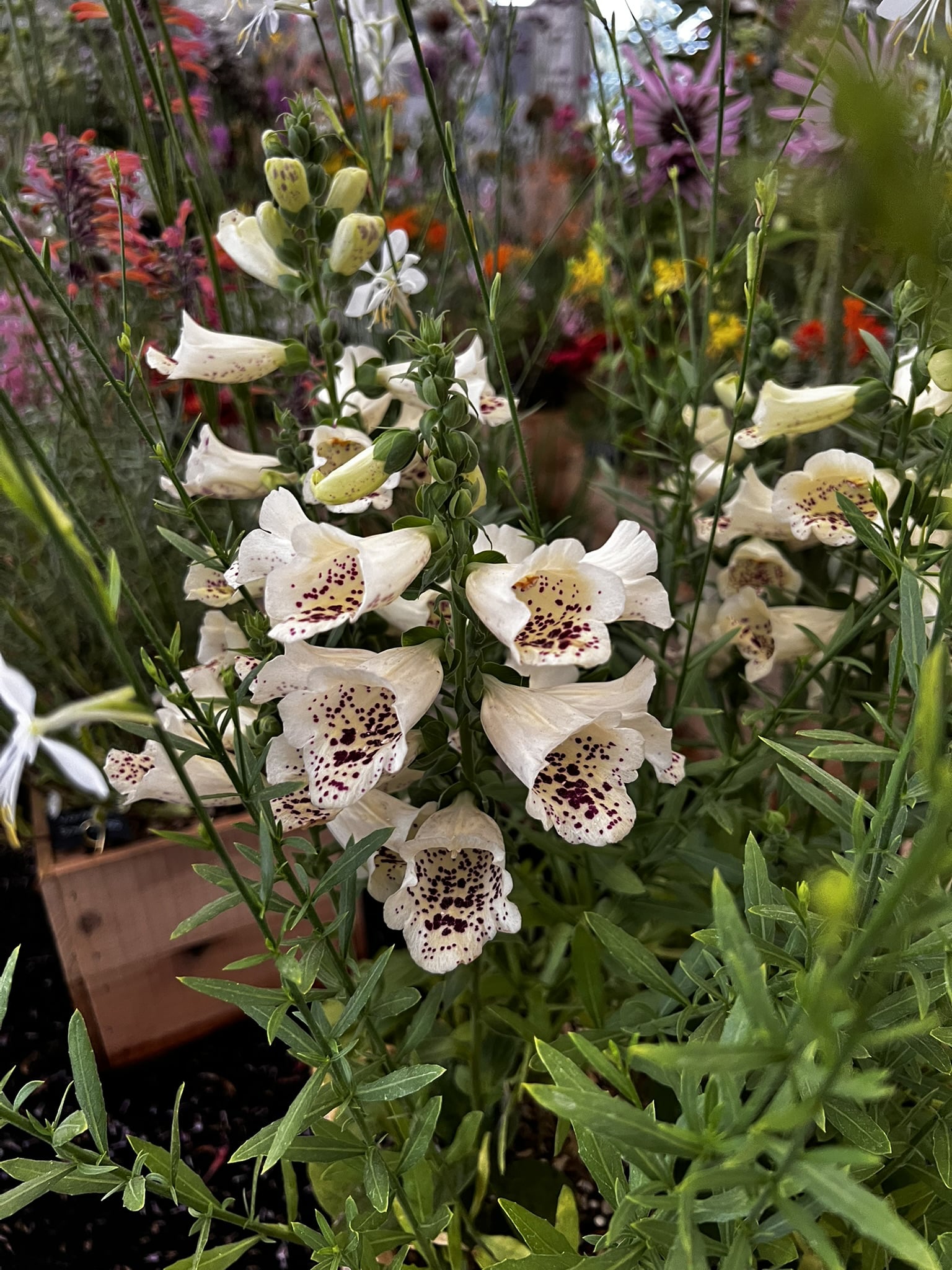 Digitalis purpurea 'Foxybee Cream' - Image 2