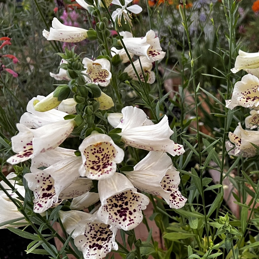 Digitalis purpurea 'Foxybee Cream'