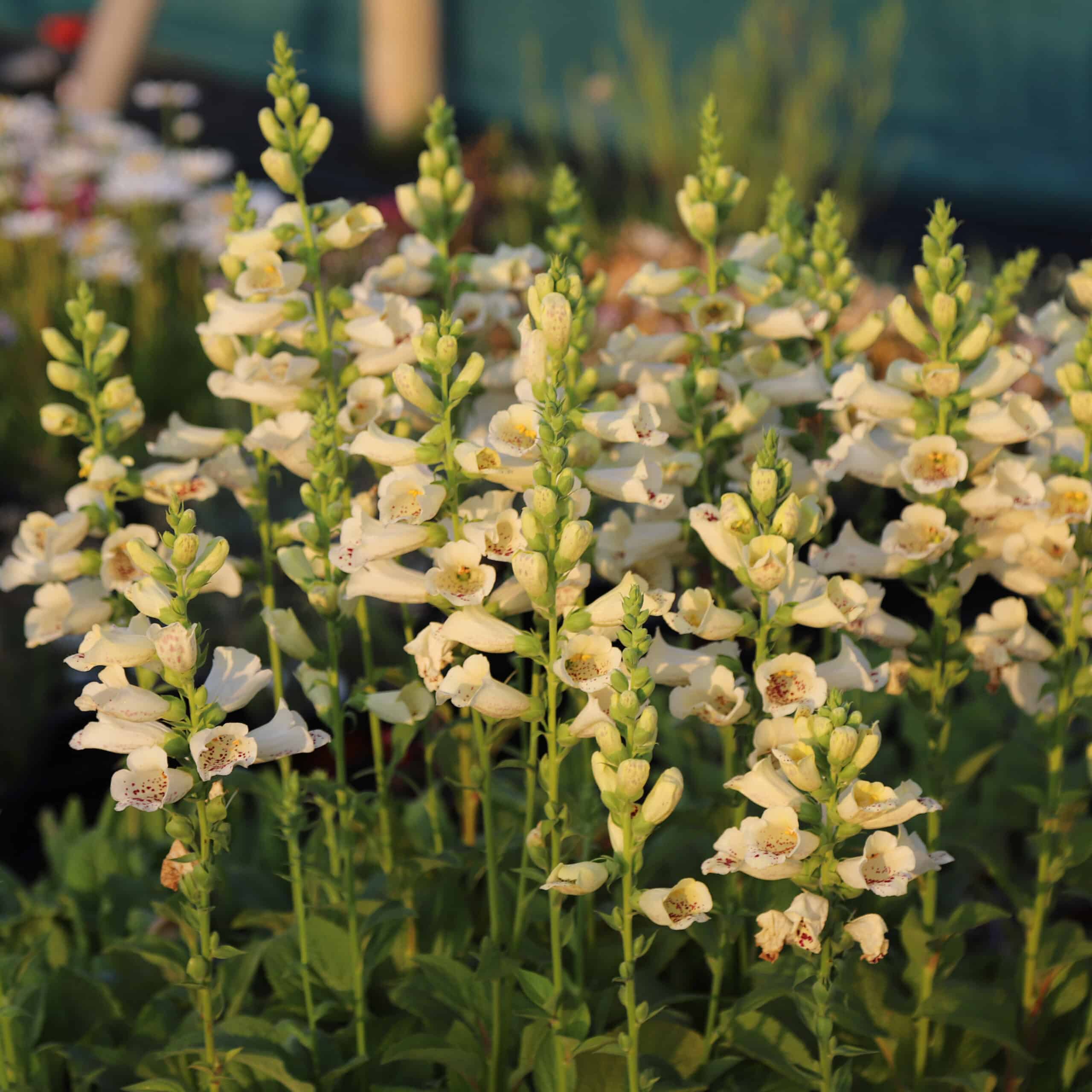 Digitalis purpurea 'Foxybee Cream' - Image 5