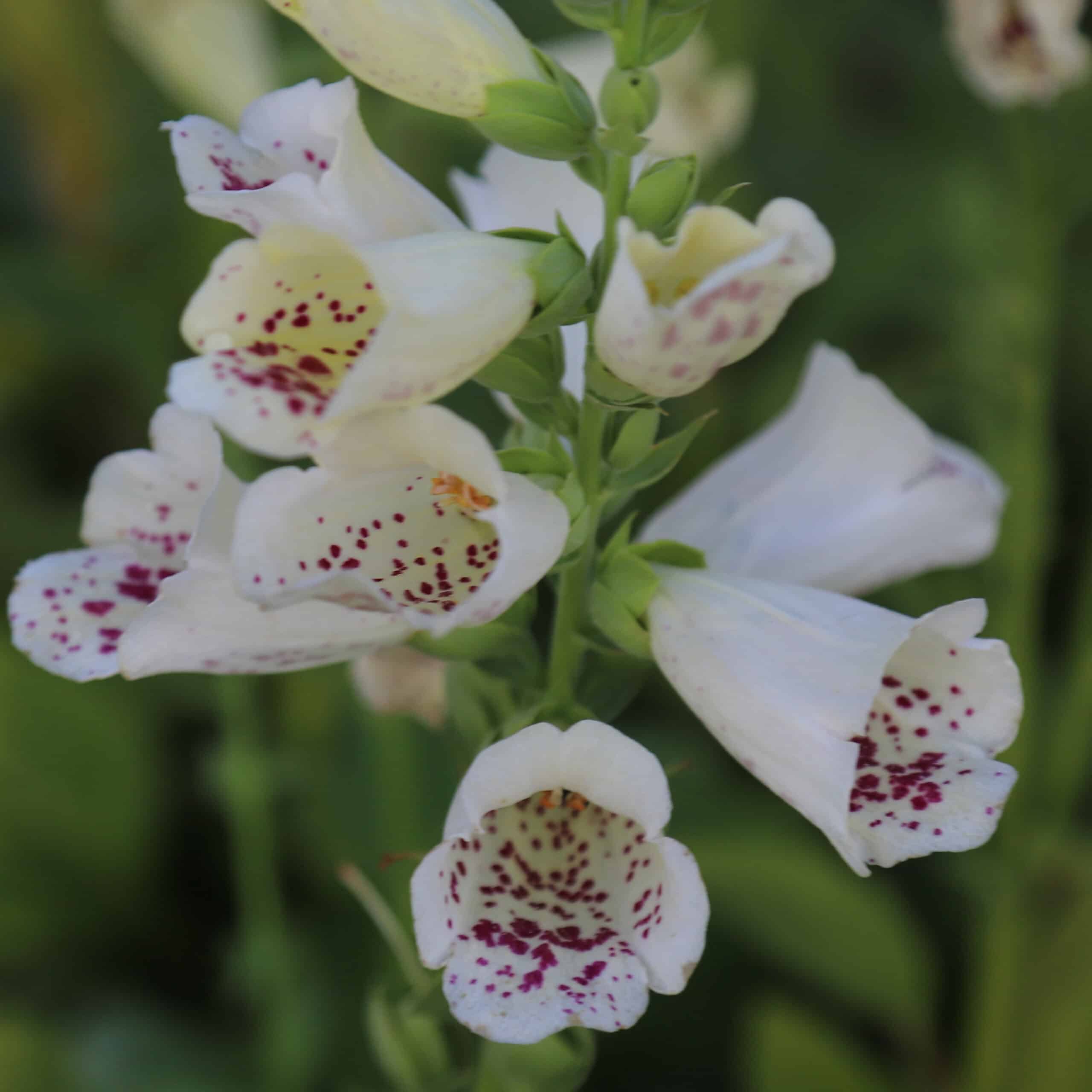 Digitalis purpurea 'Foxybee Cream' - Image 4