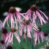 Echinacea pallida