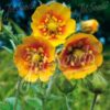 Potentilla atrosanguinea var argyrophylla Orange Starlit