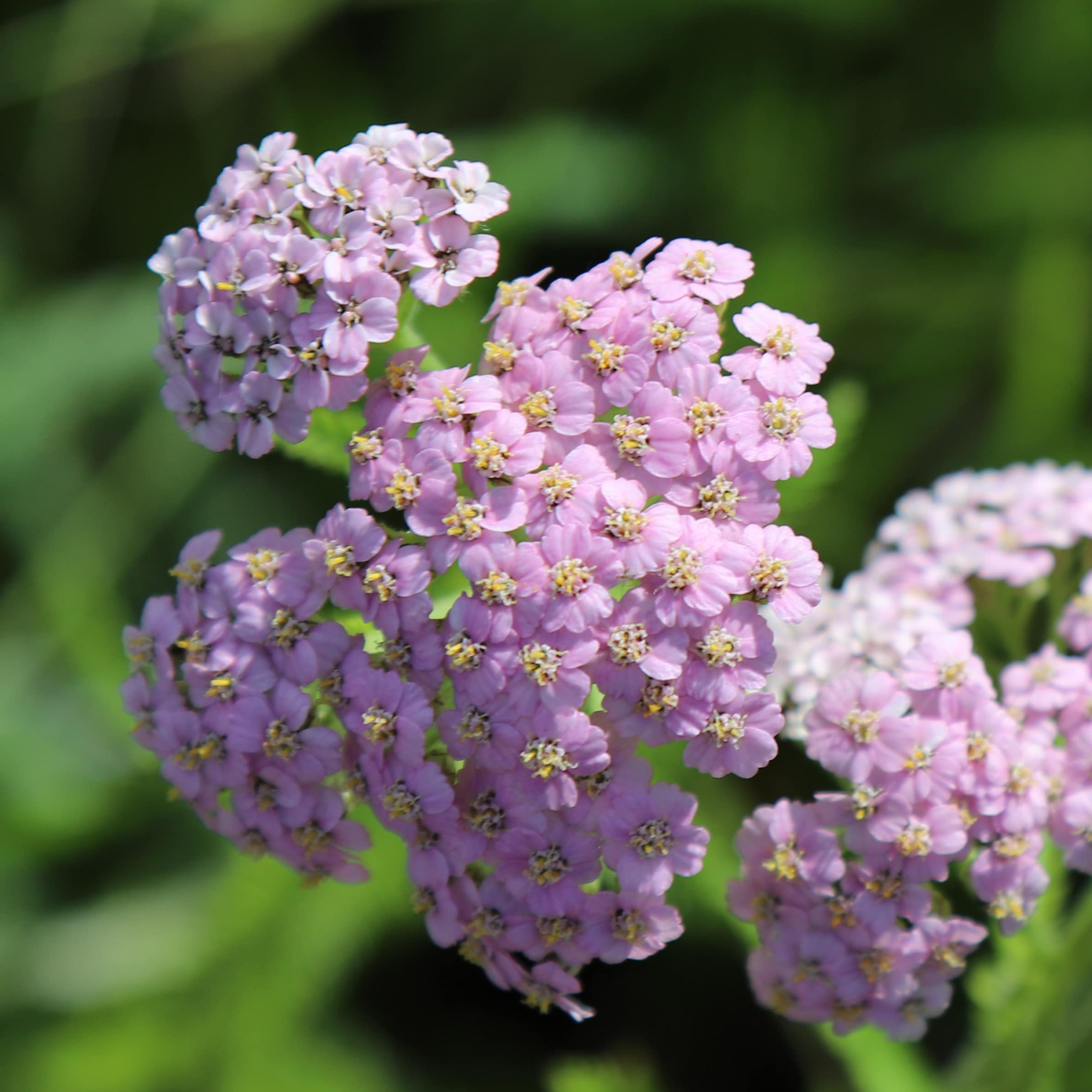 Achillea 'Arlo'
