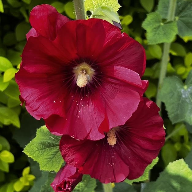 Alcea rosea-hybr spotlight series mars magic