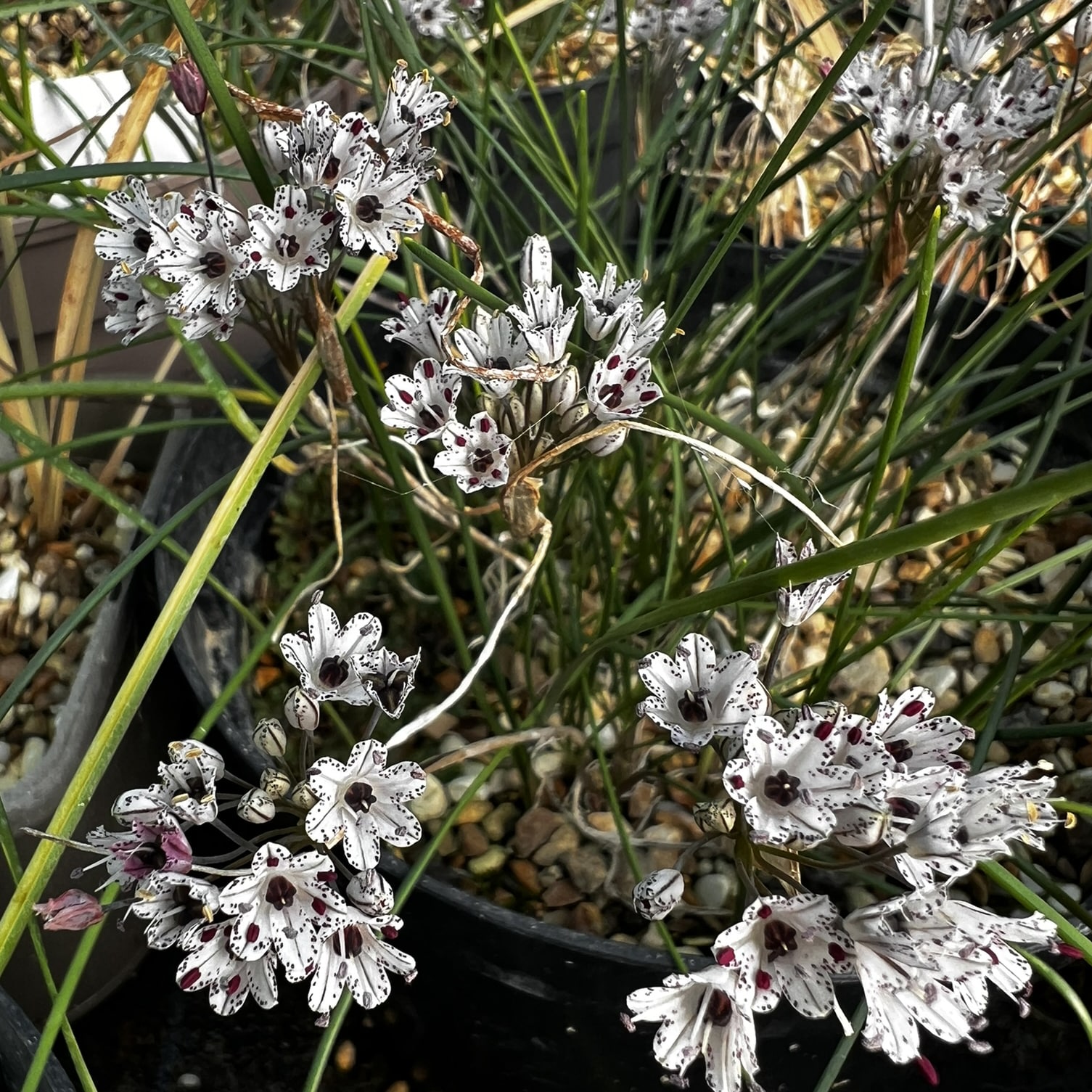 Allium callimischon ssp. haemostictum - Image 5