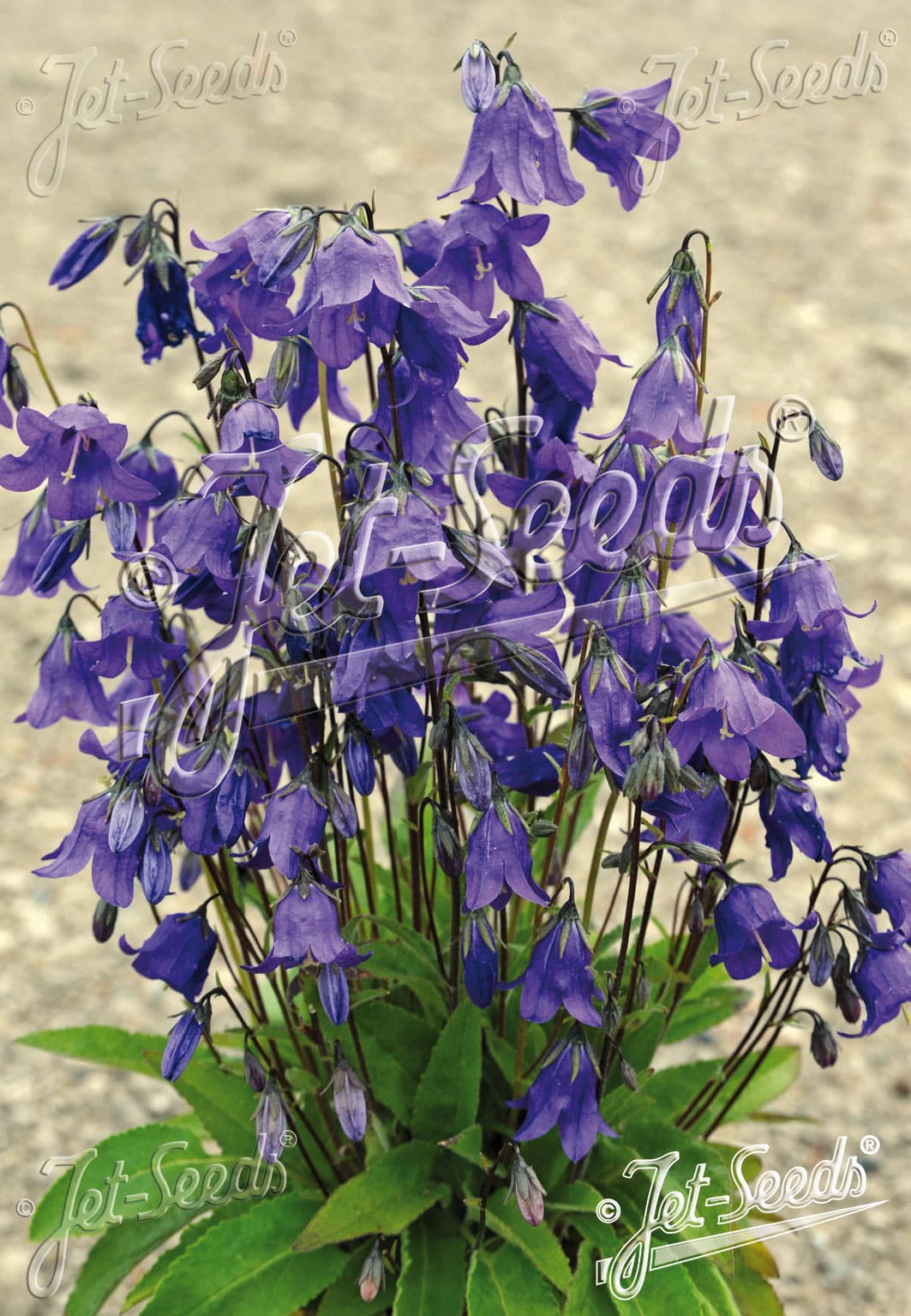 Campanula collina - Image 2
