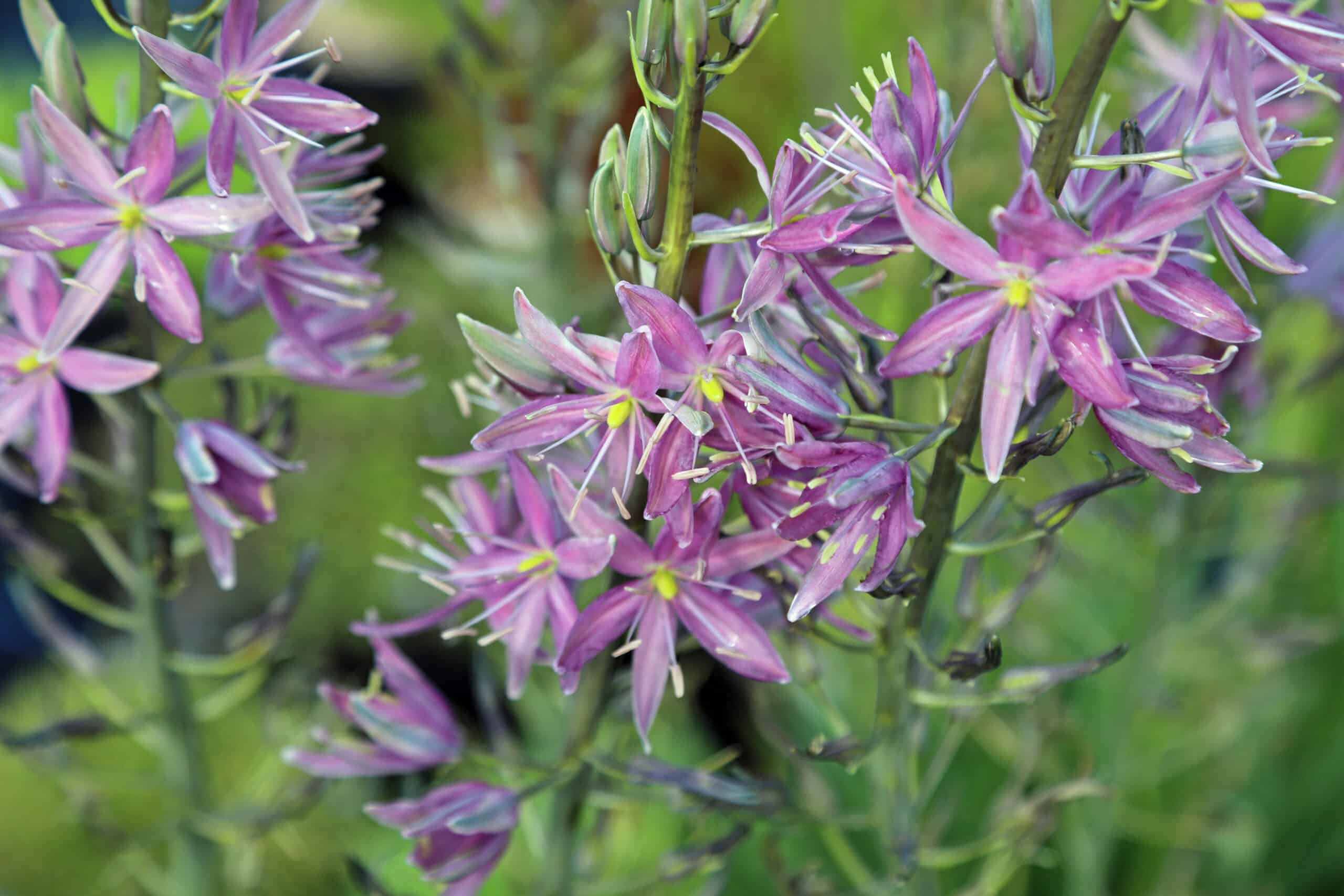 Camassia leichtlinii ‘Sweet Candle’ - Image 2