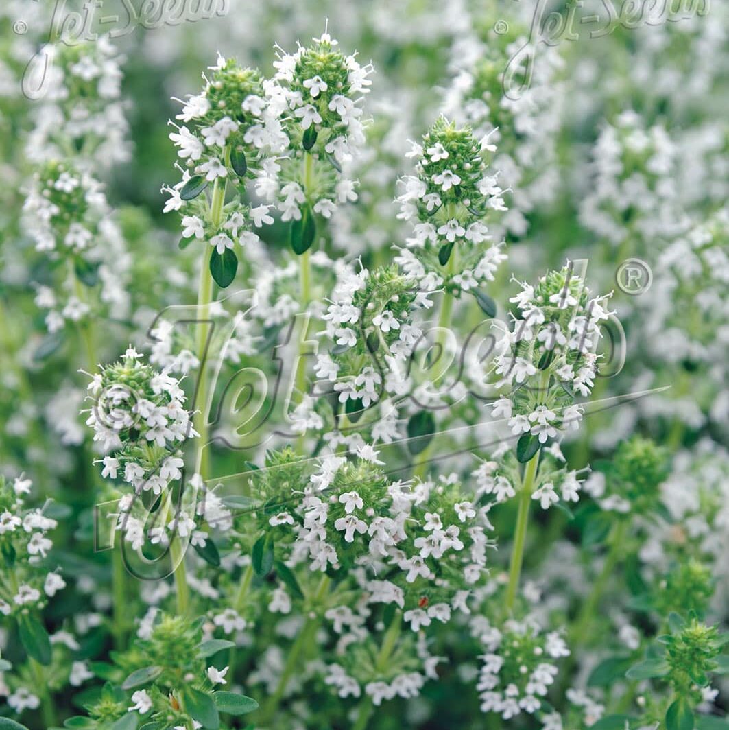 Thymus serphyllum 'Snowthyme'