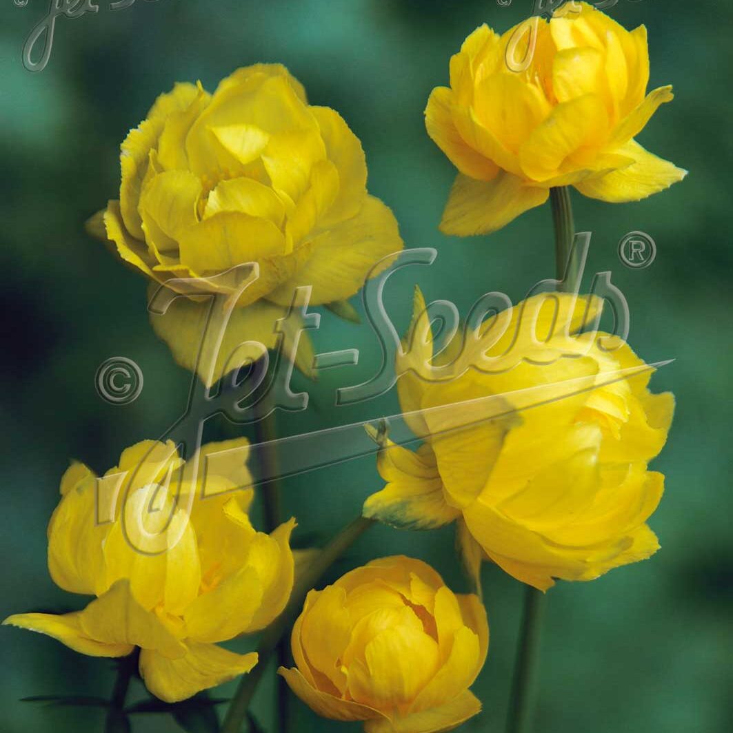 Trollius europaeus f. compactus 'Lemon Supreme'