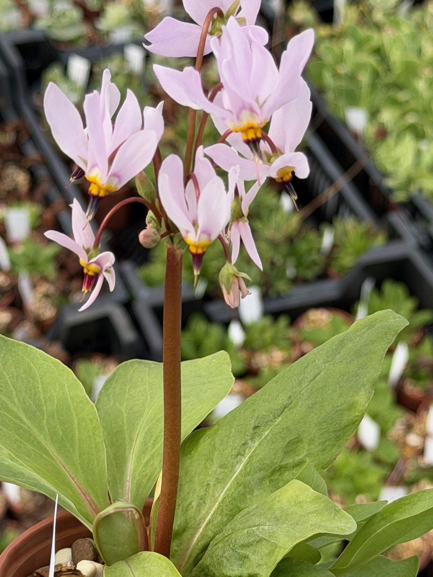 Dodecatheon 'Dreamy Pale Pink' - Image 11