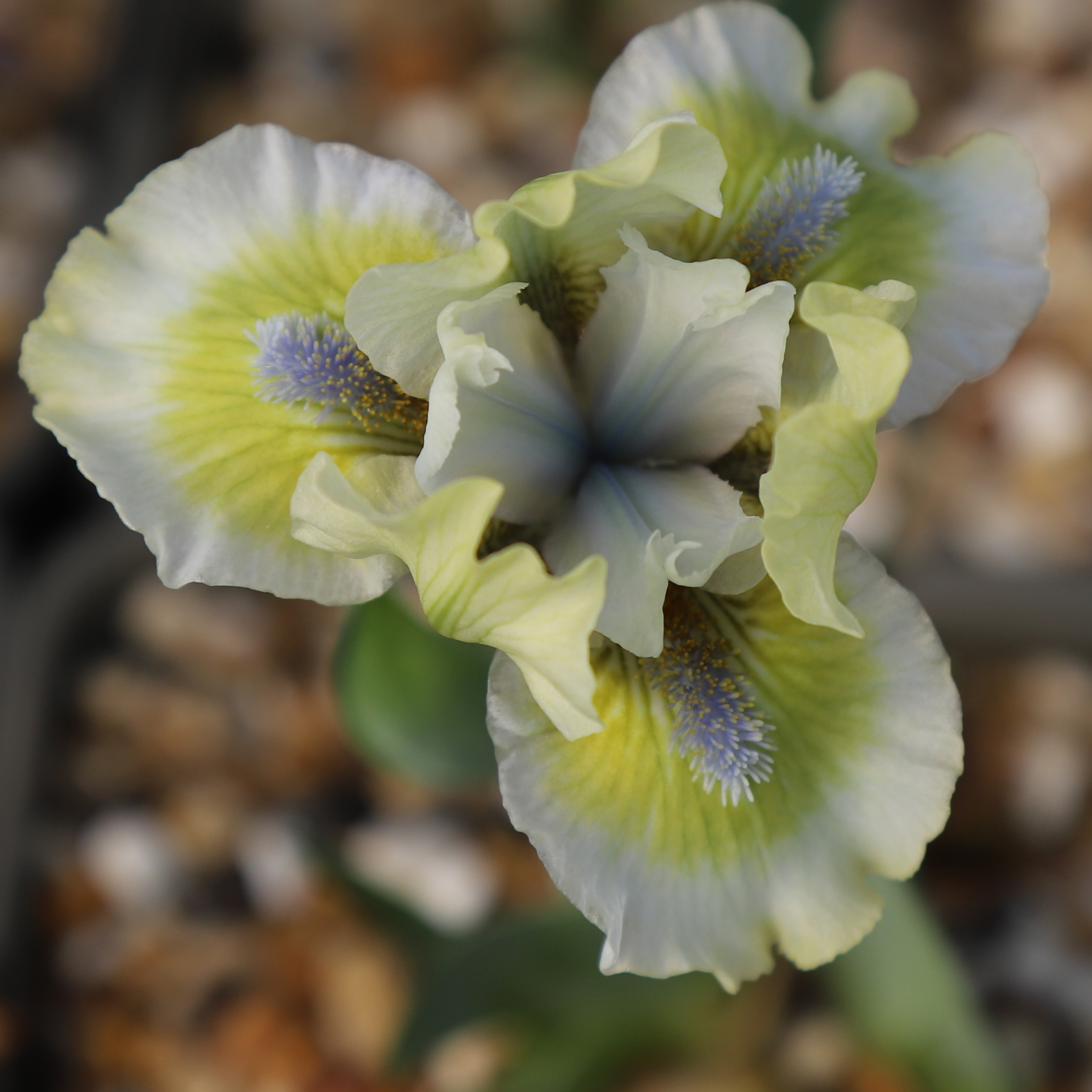 Iris Ribbit - Image 3
