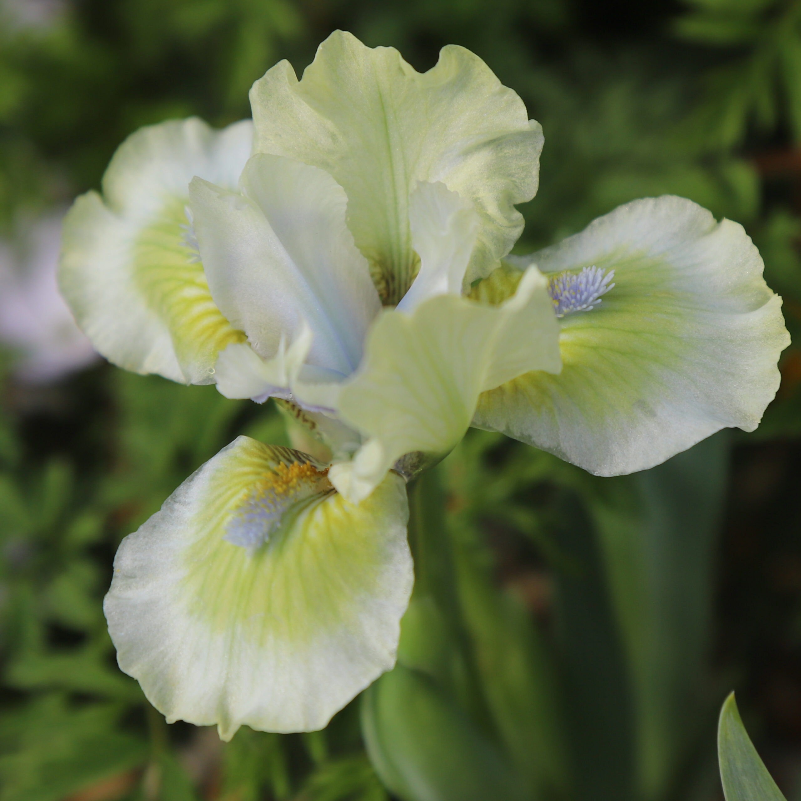 Iris Ribbit - Image 2