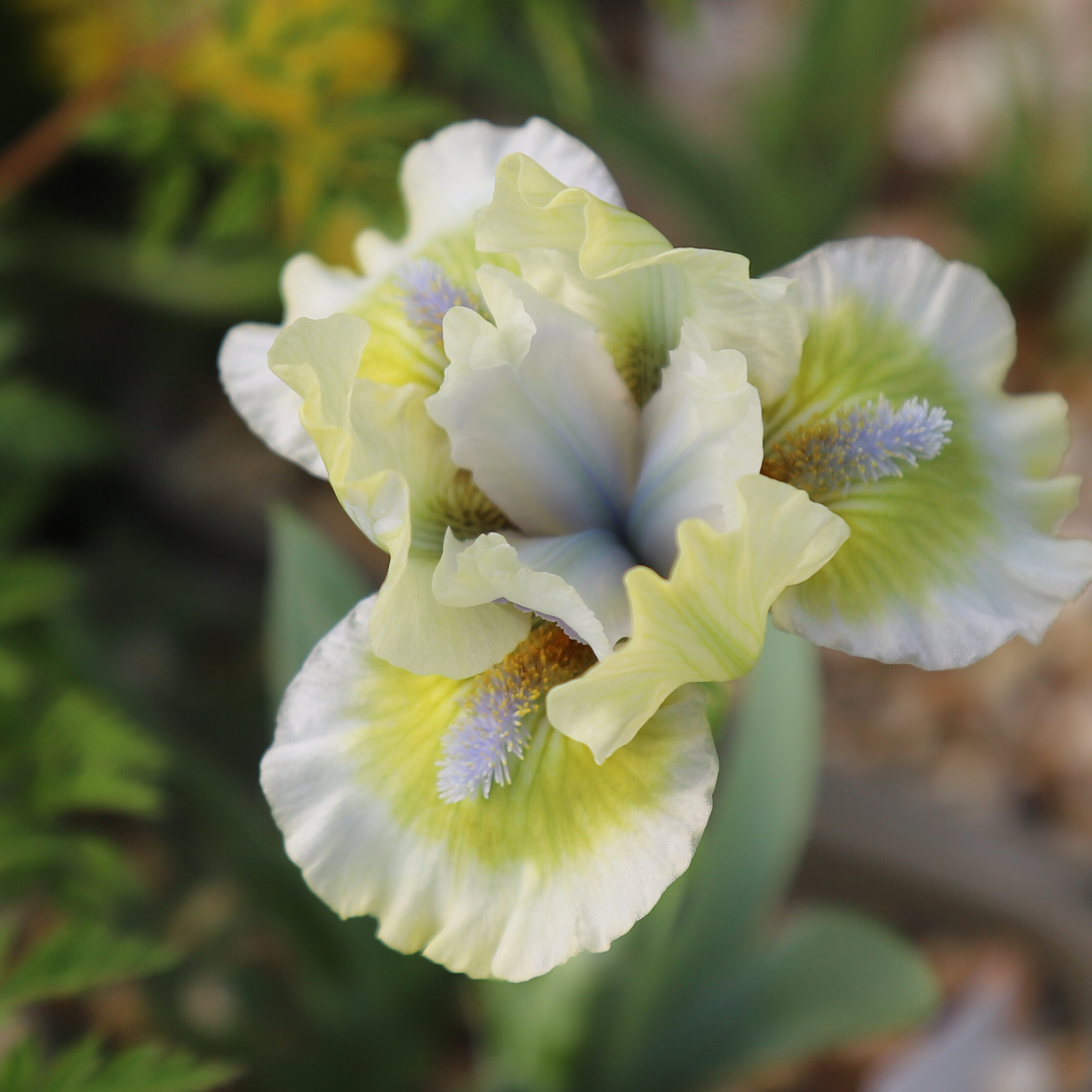 Iris Ribbit