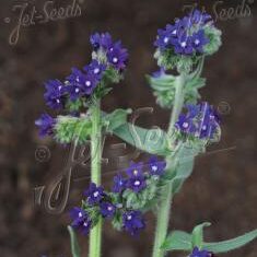 Anchusa officinalis