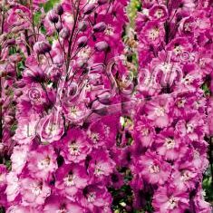 Delphinium elatum Sweetheart' AGM