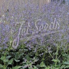 Salvia cyanescens