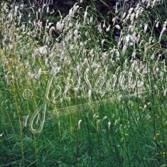 Sanguisorba parviflora