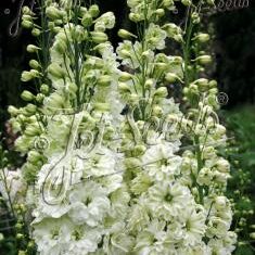 Delphinium elatum 'Green Twist'